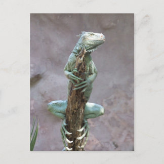 Basking Iguana-Briefkaart Briefkaart