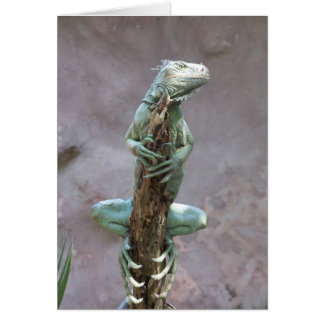 Basking Iguana-kaart
