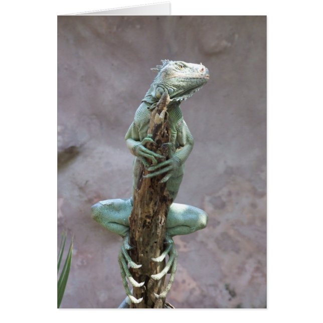 Basking Iguana-kaart (Voorkant)