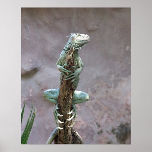 Basking Iguana-Poster Poster (Voorkant)