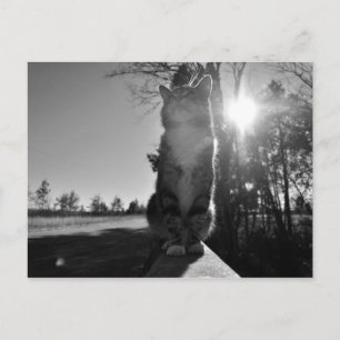 Baskische kat briefkaart