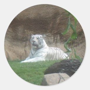 Baskische witte tijger ronde sticker