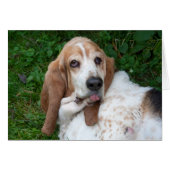 Basset âgé (Devant horizontal)