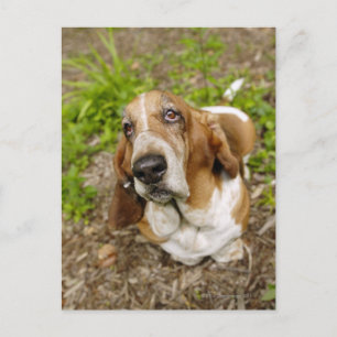 Basset Hond 2 Briefkaart
