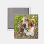 Basset Hond 2 Magneet (Voorkant / Achterkant)
