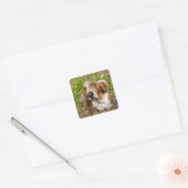 Basset Hond 2 Vierkante Sticker (Envelop)