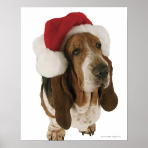 Basset hond in Santa hat Poster