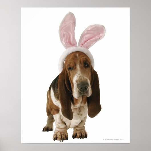 Basset hond met bunny-oren poster (Voorkant)