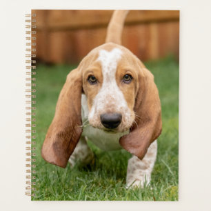 Basset Hound chiot marchant