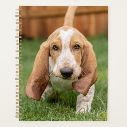 Basset Hound chiot marchant (Devant)
