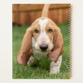 Basset Hound chiot marchant (Dos)