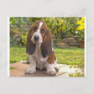Basset Hound Dog Briefkaart