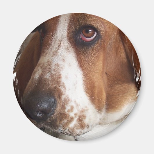 Basset Hound Dog Circulaire Magnet (Devant)
