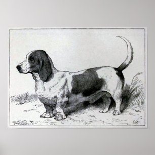 "Basset Hound" Dog Illustratie Poster