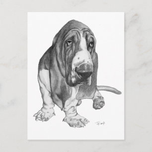 Basset Hound Drawing Briefkaart