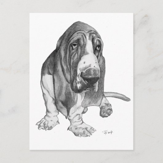 Basset Hound Drawing Briefkaart (Voorkant)