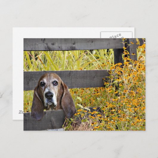 Basset Hound howdy Briefkaart (Voorkant / Achterkant)