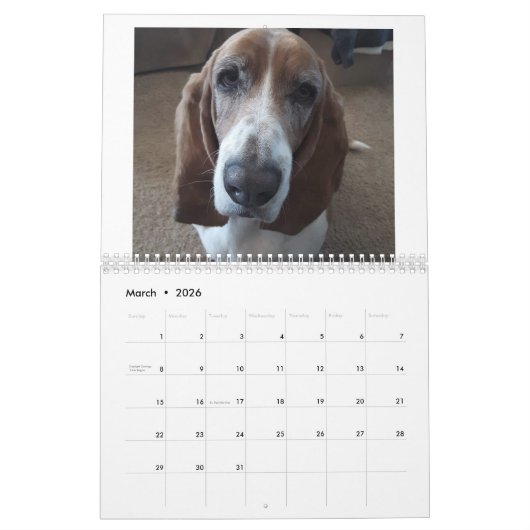 Basset hound kalender 24 maanden (Mar 2026)