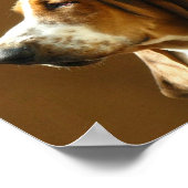 Basset Hound Photo Print (Hoek)