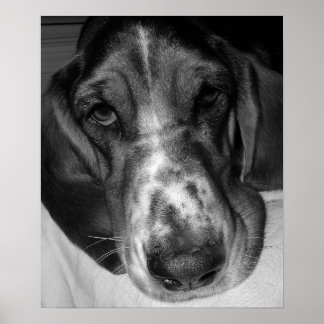 Basset Hound Poster