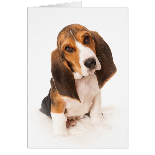 Basset hound puppy (Voorkant)