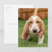 Basset Hound Puppy Loopt Briefkaart (Voorkant / Achterkant)
