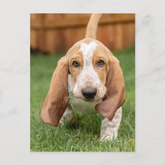 Basset Hound Puppy Loopt Briefkaart (Voorkant)