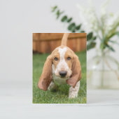 Basset Hound Puppy Loopt Briefkaart (Staand voorkant)