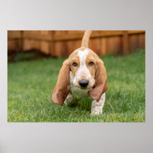 Basset Hound Puppy Loopt Poster