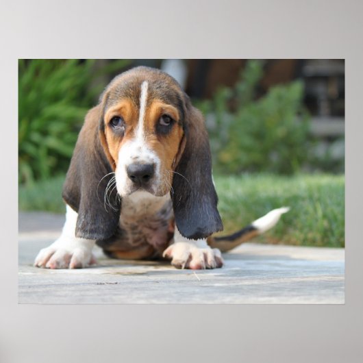 Basset Hound Puppy Poster (Voorkant)