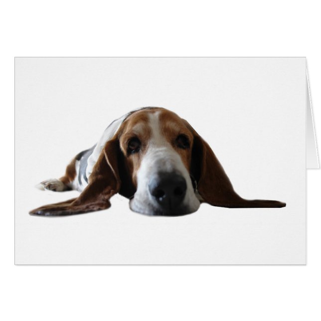 Basset Hound se couchant (Devant horizontal)