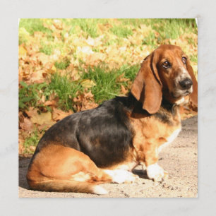 Basset Hound Sitting Invitations Kaart
