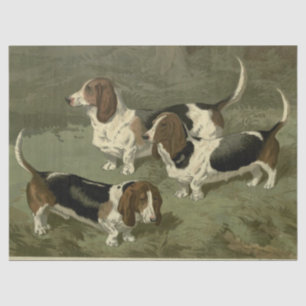  Basset Hounds Tissuepapier