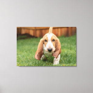 Basset Houng Puppy Walking Canvas Afdruk