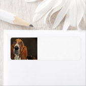 bassetshond 2 etiket (Insitu)