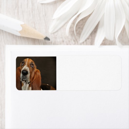 bassetshond 2 etiket (Insitu)