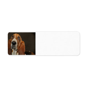 bassetshond 2 etiket