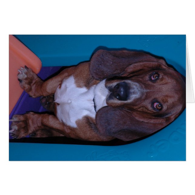 Bassett Hound (Devant horizontal)