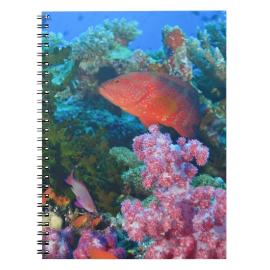 Basslets voor schoolkinderen (Pseudanthias) Notitieboek (Voorkant)
