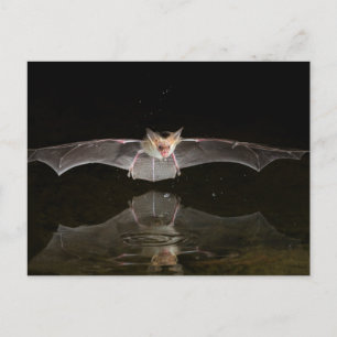 Bat drink tijdens de vlucht, Arizona Briefkaart