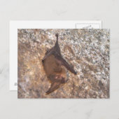 Bat in een grot briefkaart (Voorkant / Achterkant)