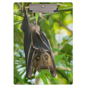 Bat Klembord