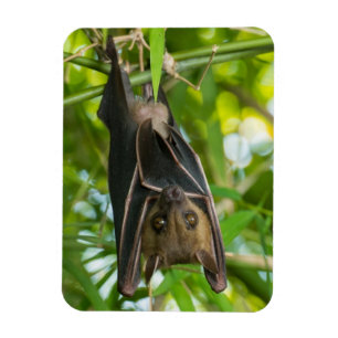 Bat Magneet