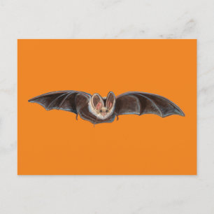 Bat Pipistrellus pipipistrellus Illustratie Sinaas Feestdagenkaart