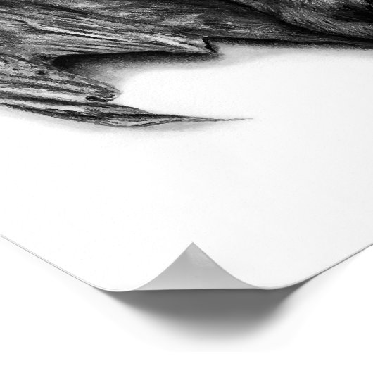 Bat Specimen Poster (Hoek)