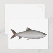 Bata Briefkaart (Voorkant / Achterkant)