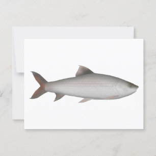 Bata Briefkaart