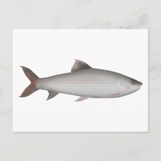 Bata Briefkaart (Voorkant)