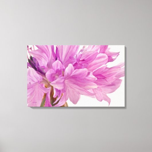 Batchelor-Button Canvas Afdruk (Voorkant)