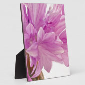 Batchelor-Button Fotoplaat (Zijkant)